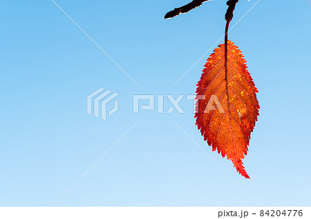 紅葉したアカシデの葉 秋晴れ 紅葉したアカシデの葉 秋晴れ 84204776