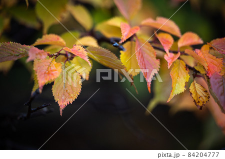 紅葉したアカシデの葉 紅葉したアカシデの葉 84204777