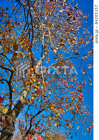紅葉 紅葉 84205157