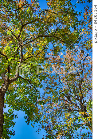 紅葉 84205164