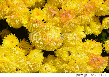 黄色い菊の花（玉藻公園(高松城跡)／香川県高松市玉藻町） 84205195