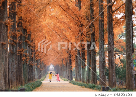 森林 街路樹 並木道 84205258