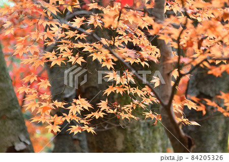 紅葉 生田緑地 川崎市 紅葉 生田緑地 川崎市 84205326