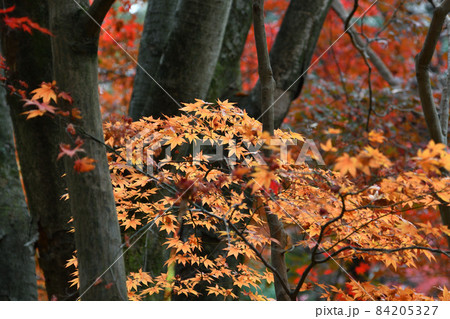 紅葉　生田緑地　川崎市 84205327