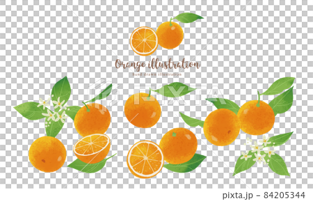 自然觸感橙色插畫/橫向佈局 自然觸感橙色插畫/橫向佈局 84205344