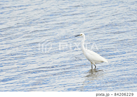 手賀沼の野鳥　秋 84206229