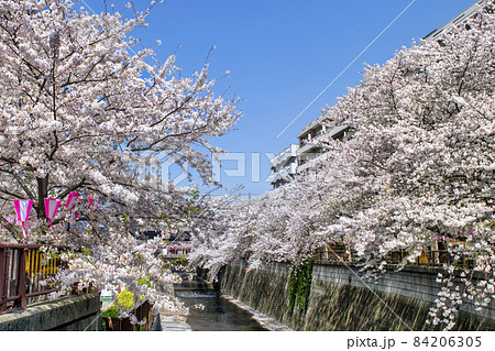 東京都　目黒川　満開の桜　中目黒駅付近 84206305