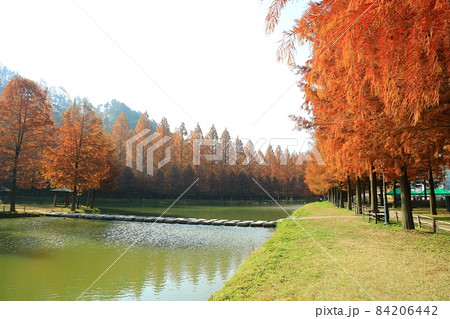 紅葉 風景 池 84206442