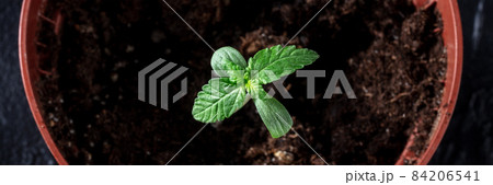 Cannabis plant sprout in a pot panorama. Growing medicinal marijuana Cannabis plant sprout in a pot panorama. Growing medicinal marijuana 84206541