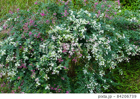 咲きこぼれる萩の花 84206739