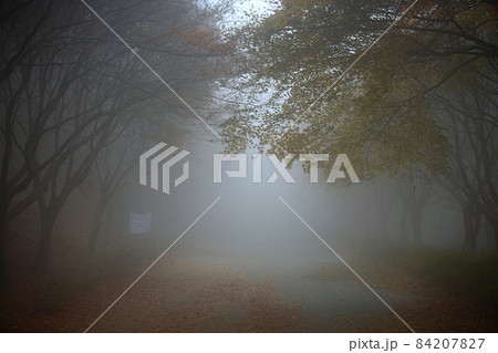 自然 樹木 霧 84207827