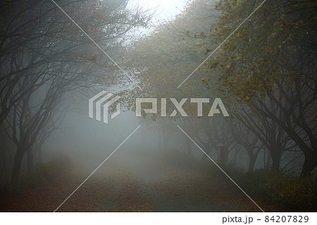 自然 樹木 霧 84207829