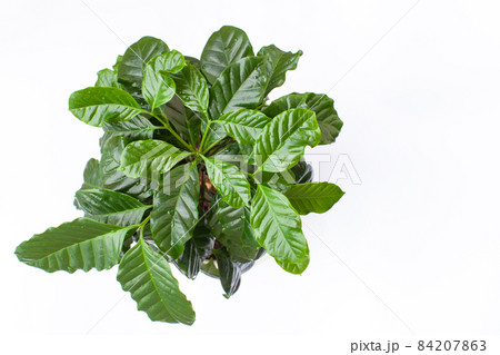 観葉植物 コーヒーノキ 観葉植物 コーヒーノキ 84207863