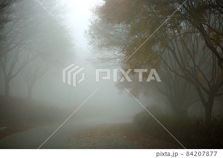 自然 樹木 霧 84207877