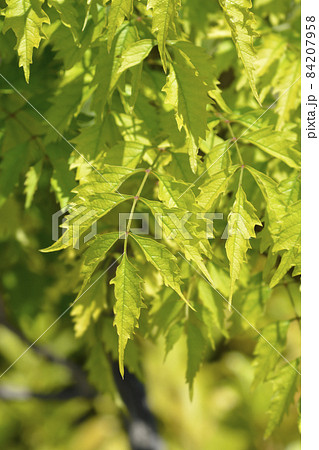 Trumpet creeper Madame Galen 84207958