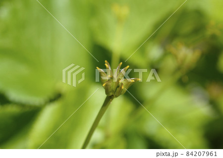 Marsh Marigold Marsh Marigold 84207961