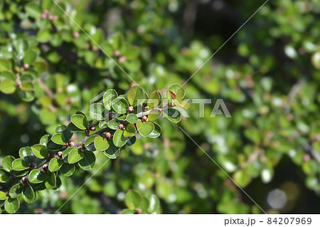 Rock cotoneaster Rock cotoneaster 84207969