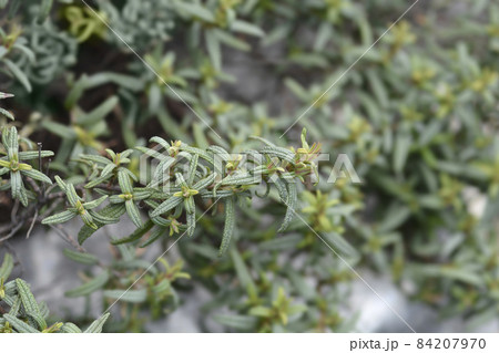 Narrow-leaved cistus Narrow-leaved cistus 84207970
