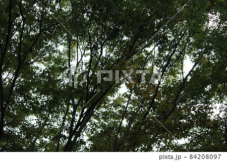 木の枝のシルエット 84208097