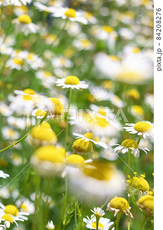 Beautiful blooming medical roman Chamomile flowers Field Beautiful blooming medical roman Chamomile flowers Field 84208276