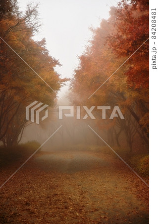 自然 樹木 霧 84208481