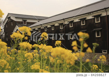 菜の花 菜の花 84208627
