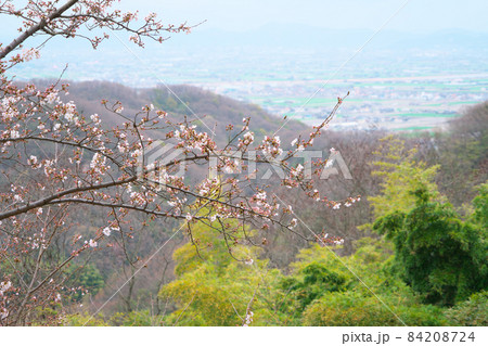 咲き始めのソメイヨシノと竹林と芽吹きの里山と春霞の岡山平野 岡山県岡山市南区 咲き始めのソメイヨシノと竹林と芽吹きの里山と春霞の岡山平野 岡山県岡山市南区 84208724