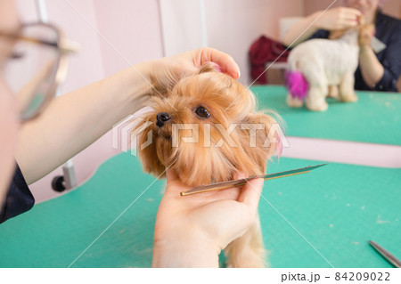yorkshire terrier getting his hair cut at the groomer. yorkshire terrier getting his hair cut at the groomer. 84209022