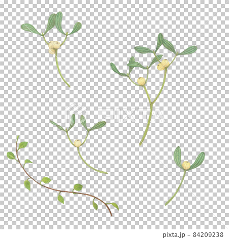 ヤドリギ 84209238