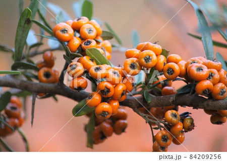 たちばなもどき 84209256