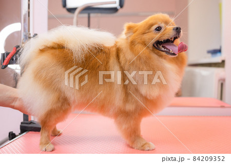 grooming dogs Spitz Pomeranian in the cabin. 84209352