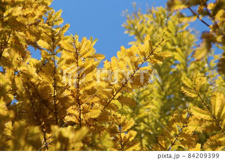 色づいたメタセコイアの葉っぱ 84209399