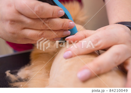 Grooming cat with tool for shedding hair. medicine, pet, animals, health care and people concept. Grooming cat with tool for shedding hair. medicine, pet, animals, health care and people concept. 84210049