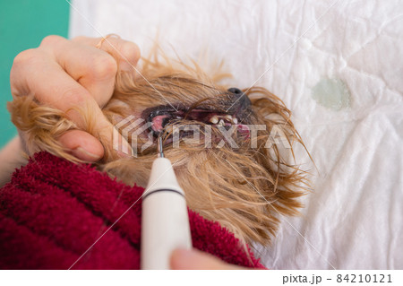 Vet cleaning teeth of a dog with a brush. 84210121