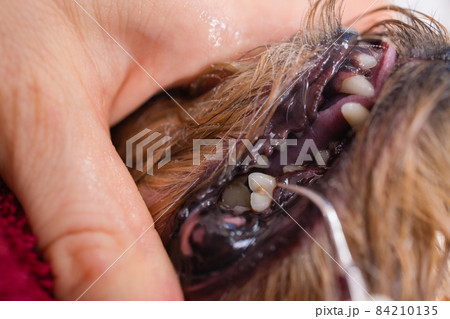 Vet cleaning teeth of a dog with a brush. Vet cleaning teeth of a dog with a brush. 84210135