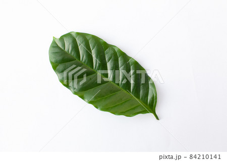 コーヒーノキの葉っぱ コーヒーノキの葉っぱ 84210141