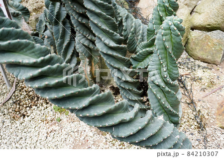 らせん状に捻じれるサボテン：セレウス・ペルビアナス・スピラリスの