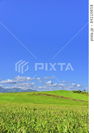 北海道　 秋の美瑛　青空と穀倉地帯 84210658