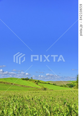 北海道　 秋の美瑛　青空と穀倉地帯 84210659