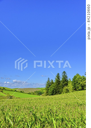 北海道　 秋の美瑛　青空と穀倉地帯 84210660