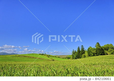 北海道　 秋の美瑛　青空と穀倉地帯 84210661