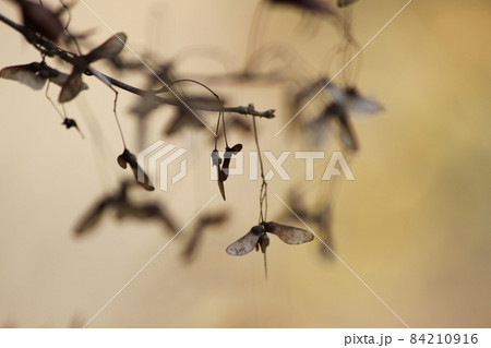 もみじの翼果 84210916