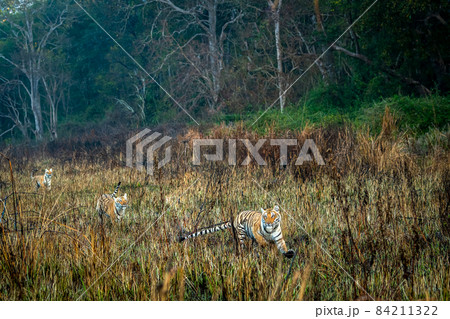 Wild tigers or sibling sisters in action running to hunt prey in grassland area of dhikala zone in jim corbett national park or tiger reserve safari Ramnagar uttarakhand india - panthera tigris tigris 84211322