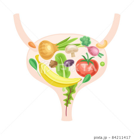 Anatomical bladder with fruit and vegerables. Healthy human internal organ vector illustration Anatomical bladder with fruit and vegerables. Healthy human internal organ vector illustration 84211417