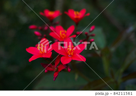 ヤトロファ・ハスタータ ヤトロファ・ハスタータ 84211561