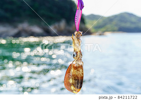 アオリイカ釣り 84211722