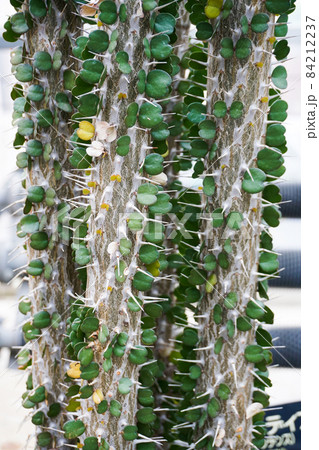 アローディア 84212237