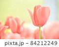 ピンクのチューリップ 84212249