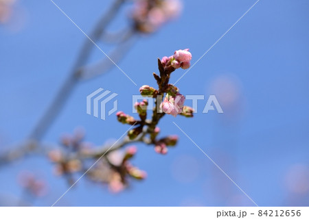 桜のつぼみと青空 桜のつぼみと青空 84212656