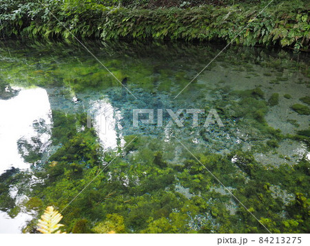 忍野八海 神秘の湧き水 忍野八海 神秘の湧き水 84213275